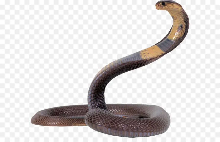 Serpiente Negra，Reptil PNG