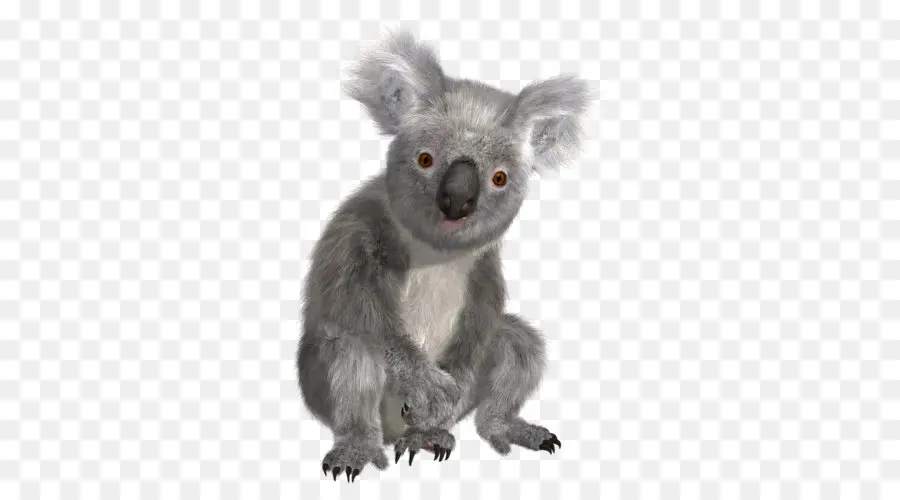 Koala，Australia PNG