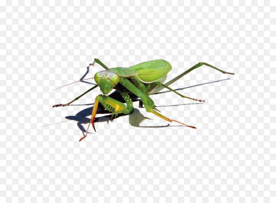 Mantis Religiosa，Verde PNG