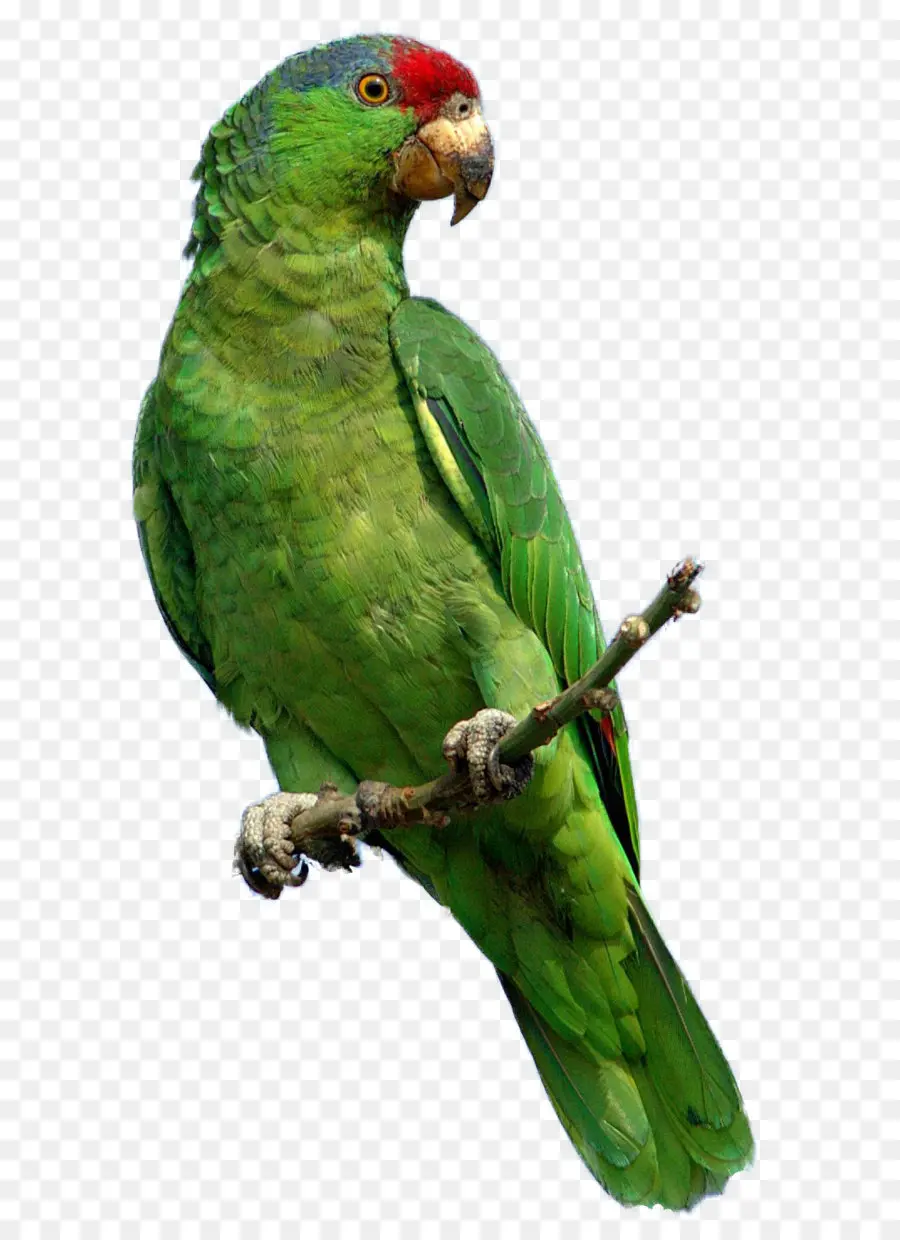 Loro Verde，Pájaro PNG