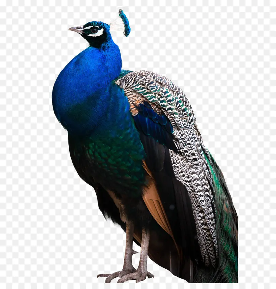 Pavo Real，Pájaro PNG