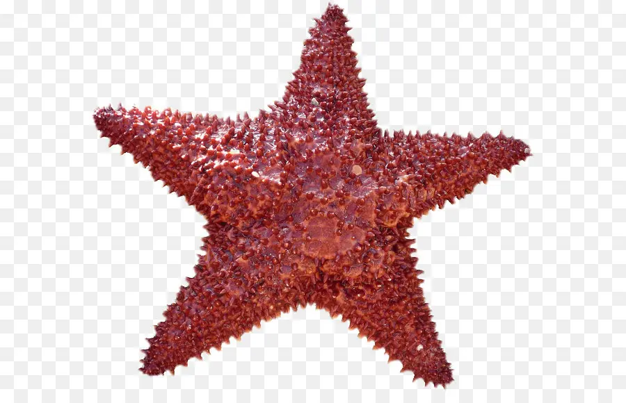 Estrella De Mar，Mar PNG