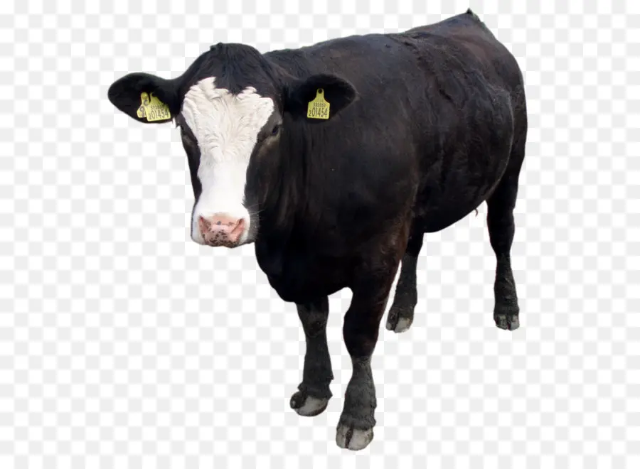 Holstein Friesian Ganado，Jersey Ganado PNG