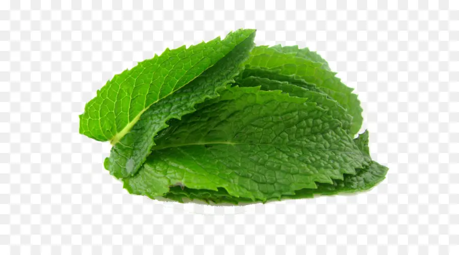 Menta，Mentha Spicata PNG