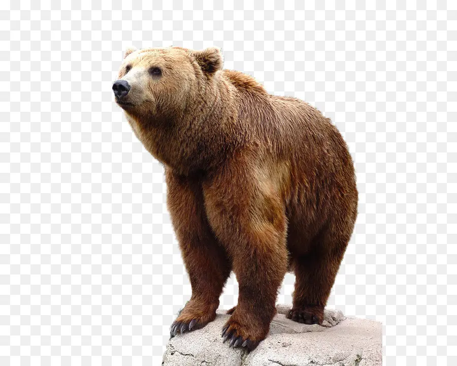 Oso Pardo，Oso PNG