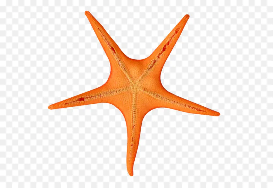 Estrella De Mar，Mar PNG