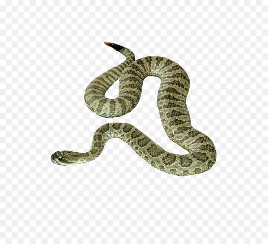 La Serpiente，Reptiles PNG