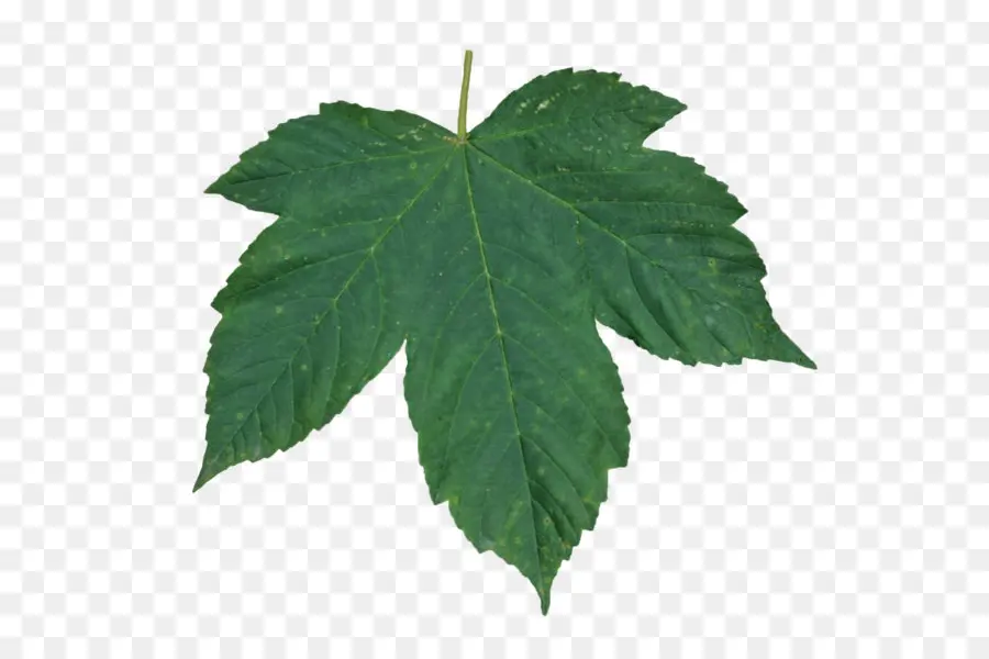 Hoja，Verde PNG