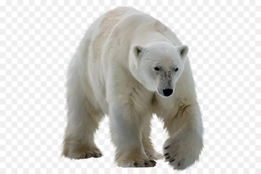 Polar Bear，Kodiak Oso PNG