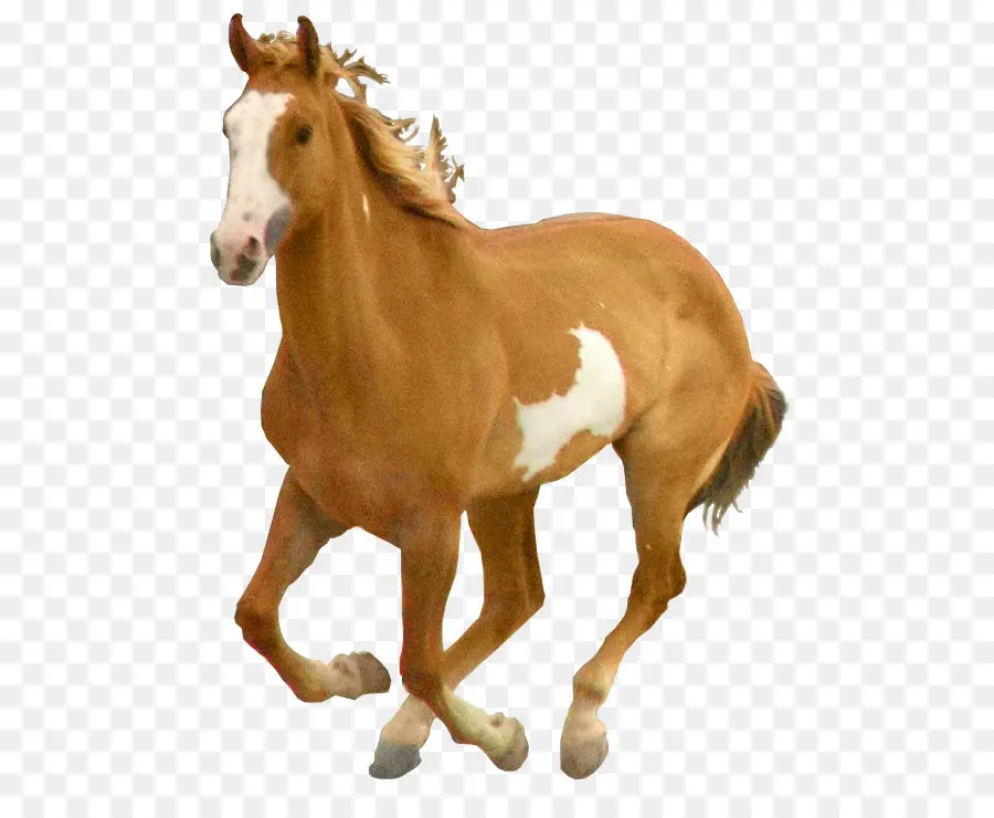 Caballo，Potro PNG