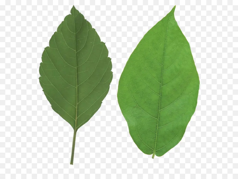 Hojas Verdes，Planta PNG