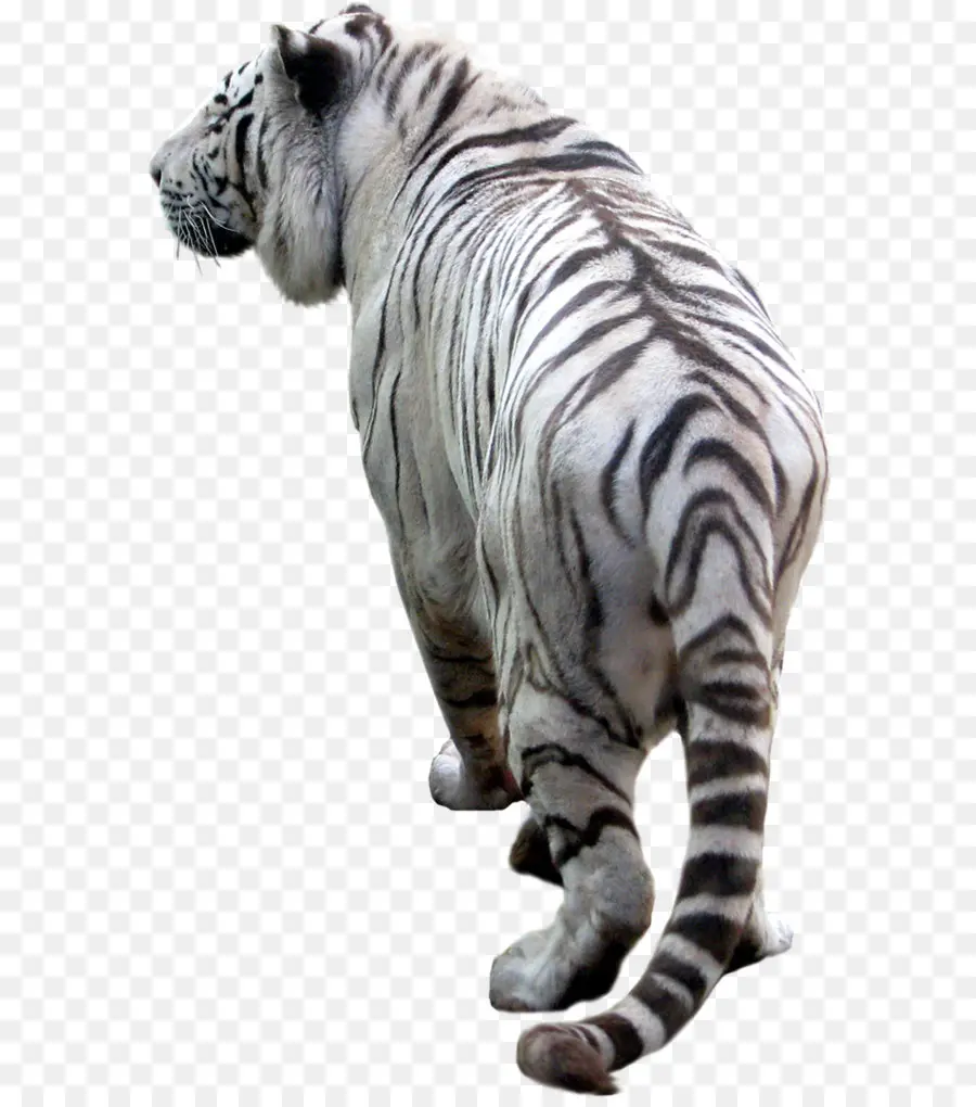 Tigre Blanco，Felino De Gran Tamaño PNG