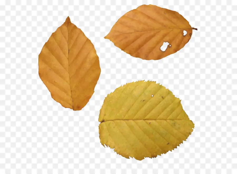 Hojas De Otoño，Caer PNG