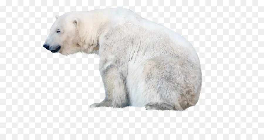 Polar Bear，Kodiak Oso PNG