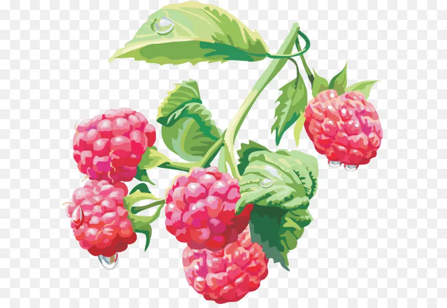 Frambuesa，Blackberry PNG