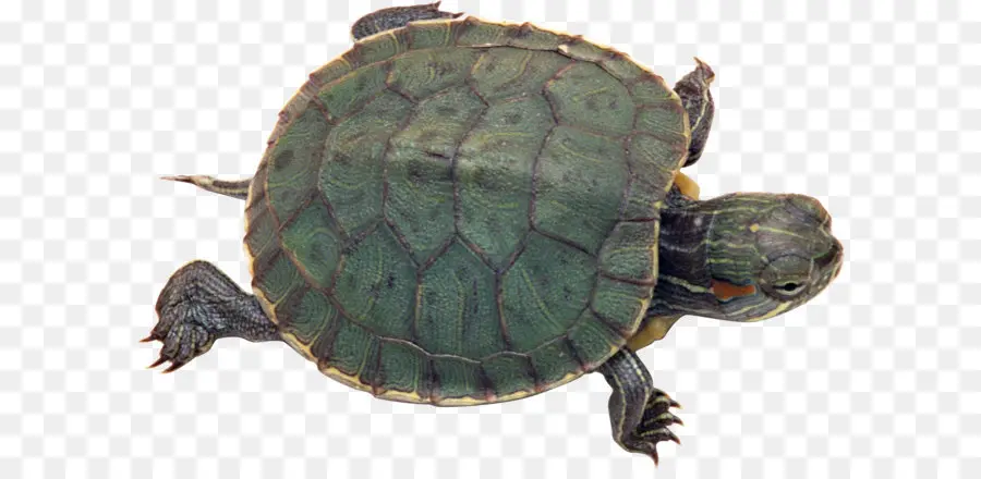 Tortuga，Reptiles PNG