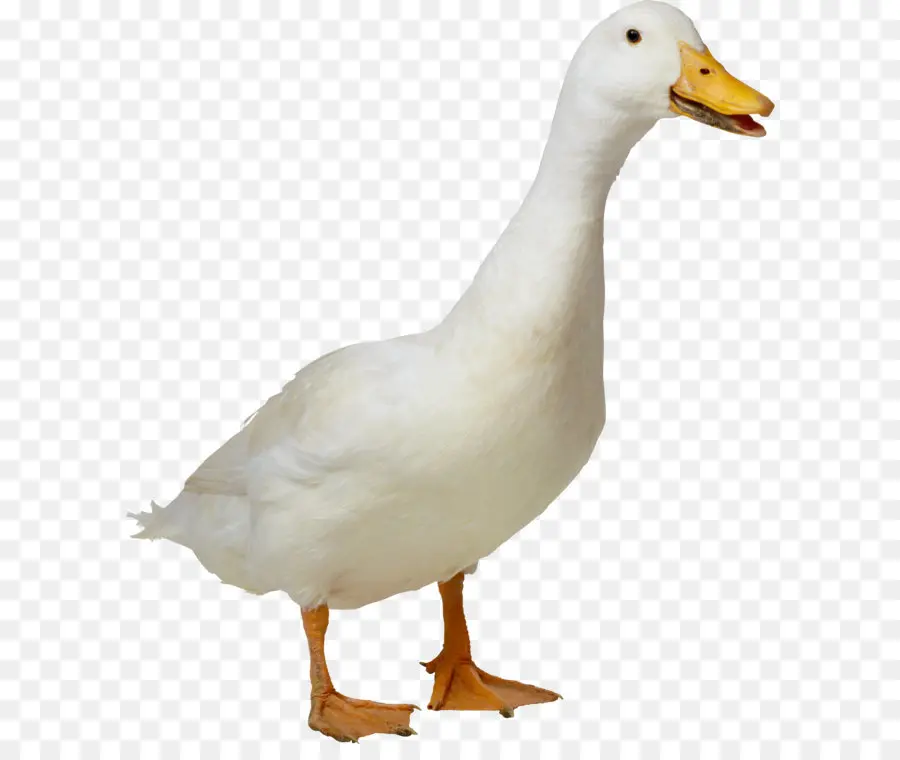 Pekin Americano，Pato PNG