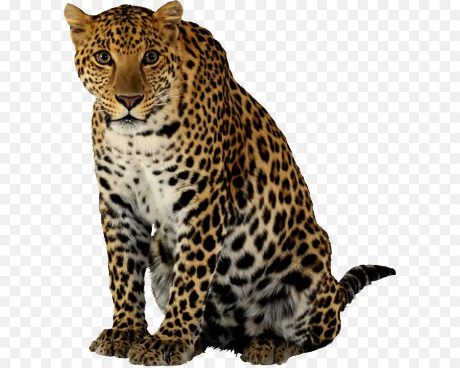 Guepardo，Leopardo PNG