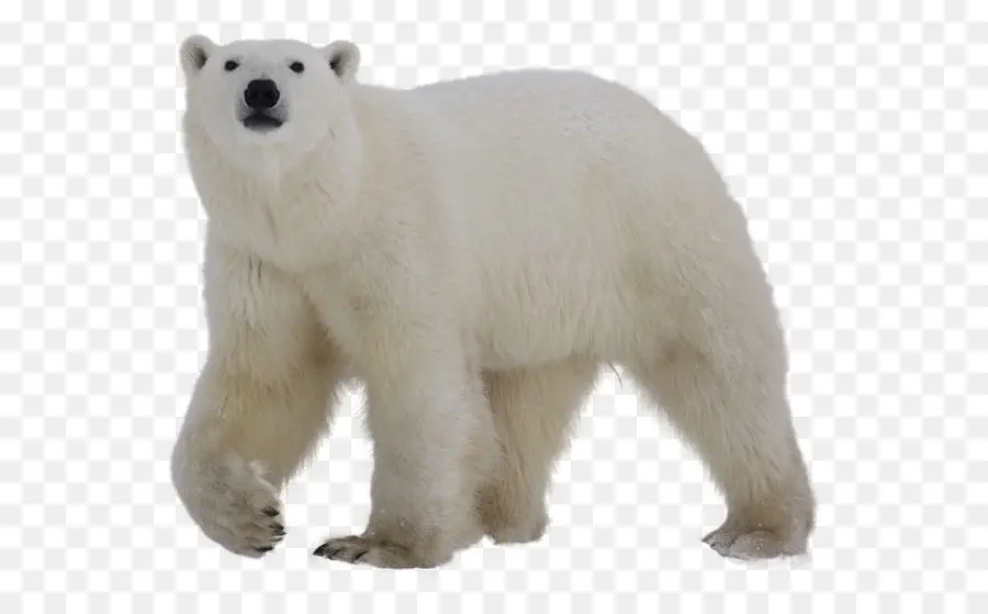 Polar Bear，Oso PNG