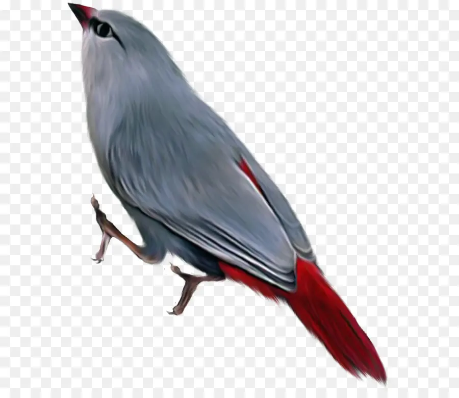 Pájaro，Cola Roja PNG