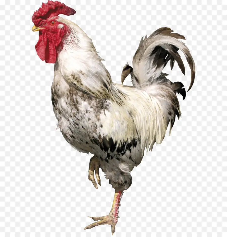 Aves，Pollo PNG