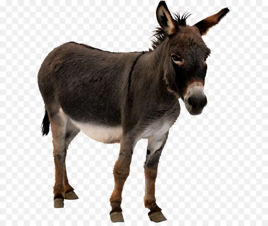 Mula，Los Caballos PNG