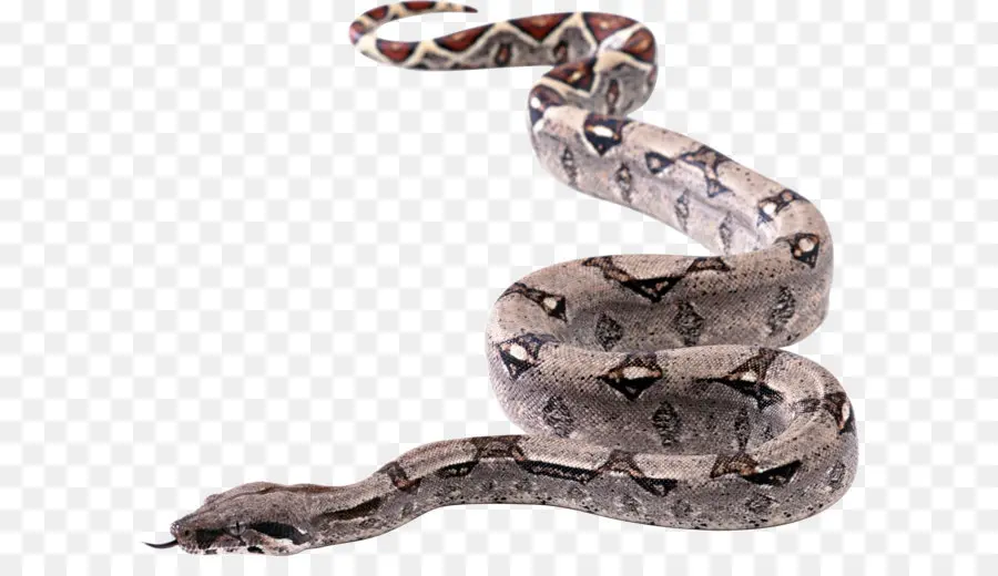 La Serpiente，Descargar PNG