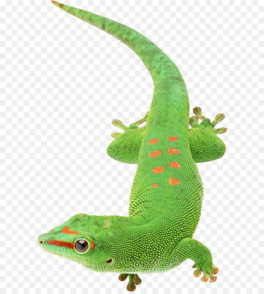 Lagarto Verde，Reptil PNG