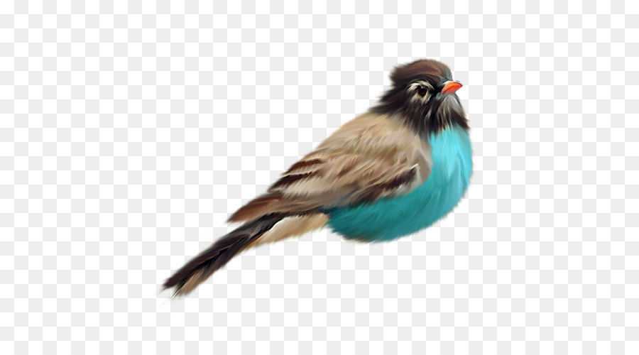 Pájaro，Pluma PNG