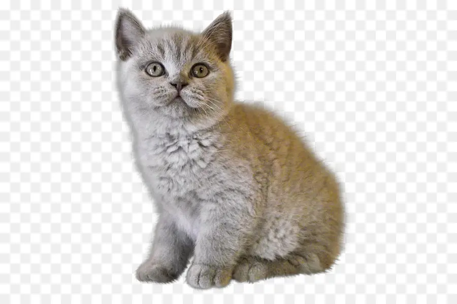 Bengala Cat，Gatito PNG