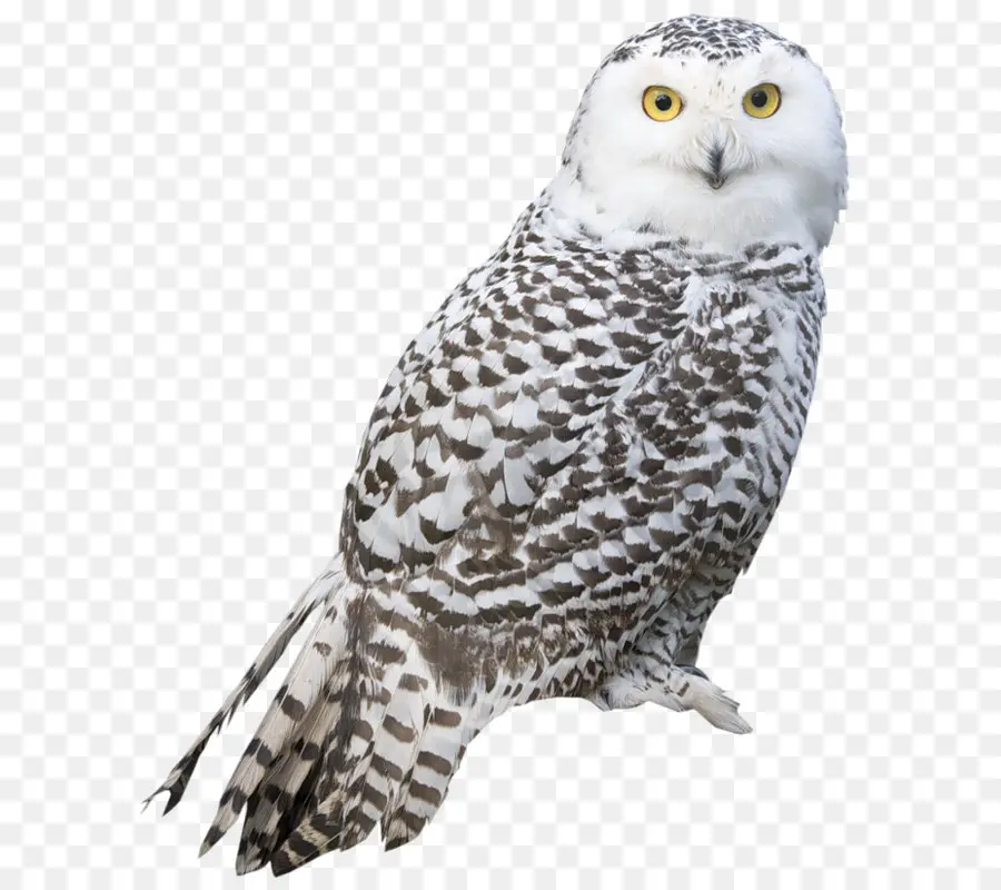 Nevado Owl，Aves PNG