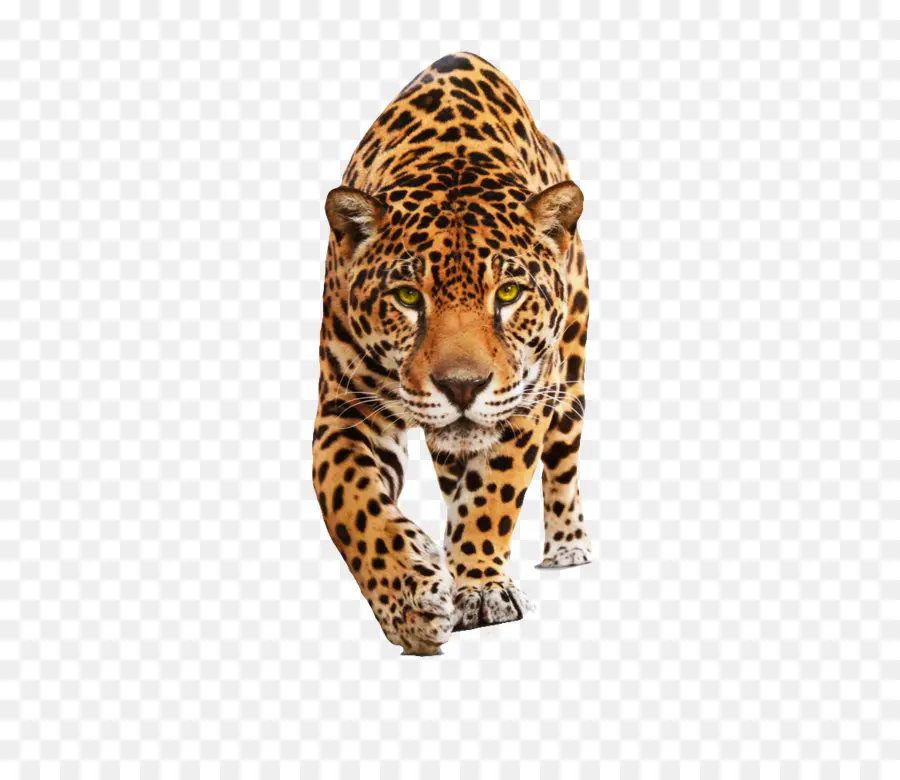 Jaguar，Jaguar Cars PNG