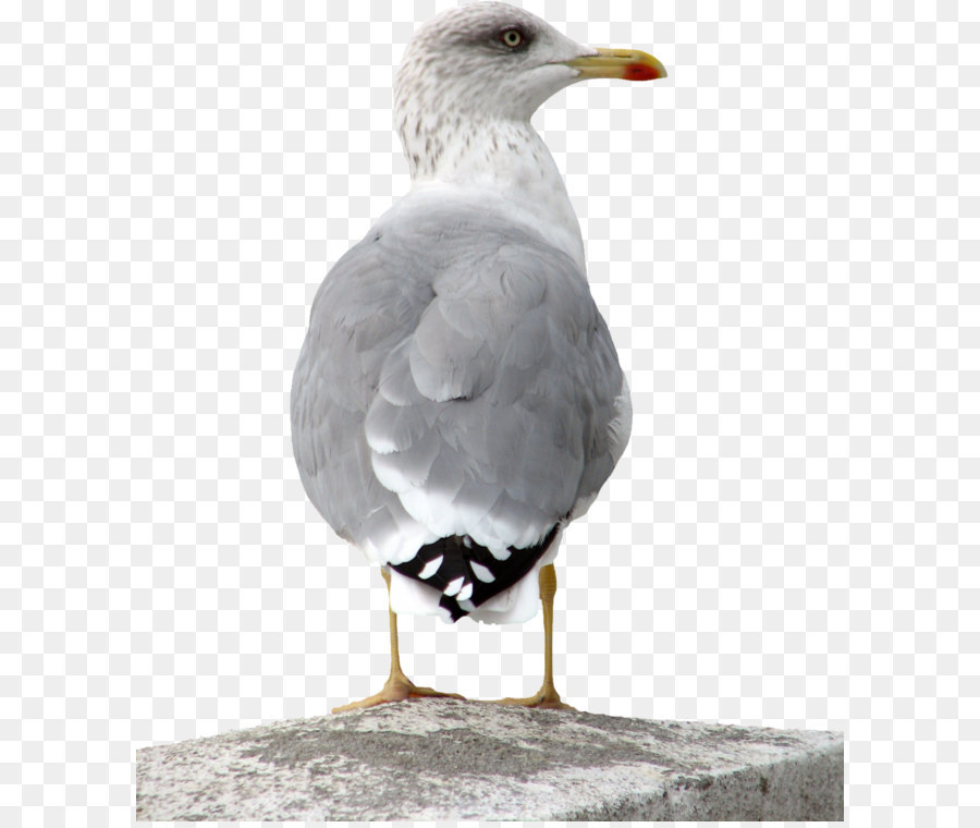 Europea Arenques Gaviota，Aves PNG