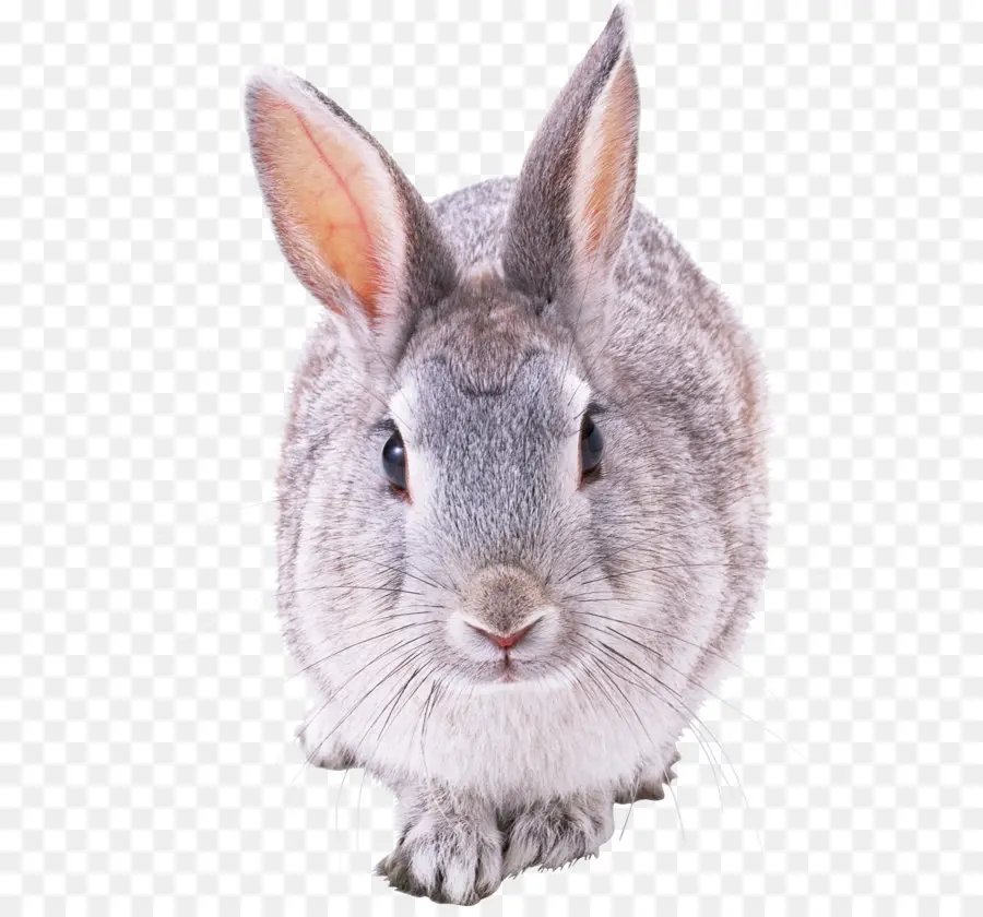 Conejo Gris，Conejito PNG