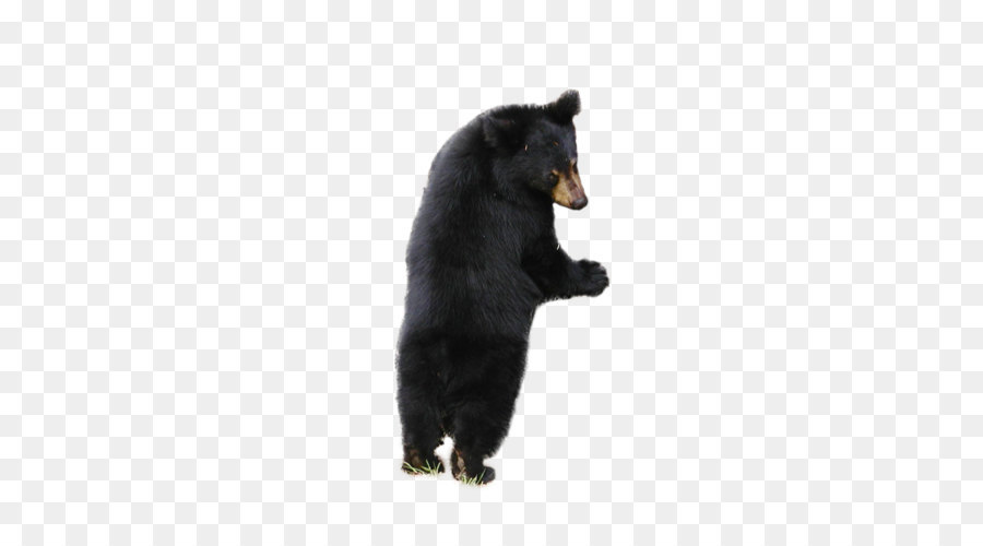 Oso，Oso Negro Americano PNG