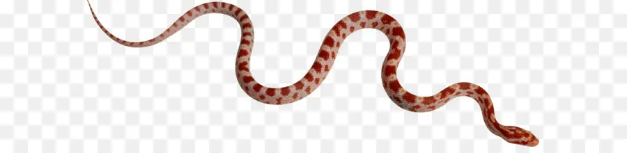 La Serpiente，Maíz Serpiente PNG