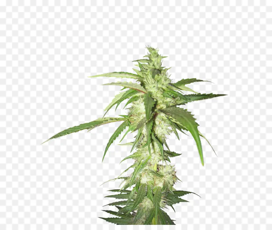 Planta De Cannabis，Naturaleza PNG