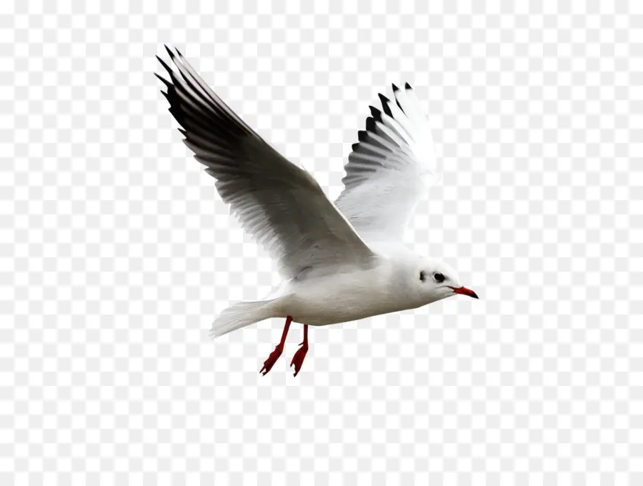 Gaviota，Vuelo PNG