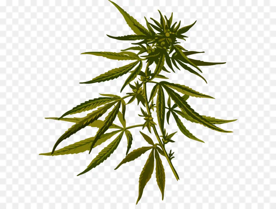 Cannabis Sativa，Canabis PNG