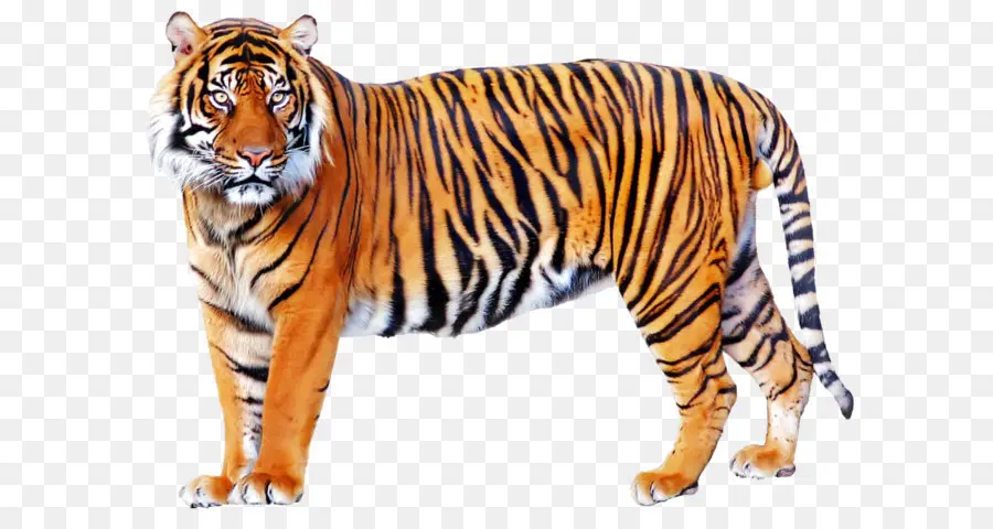 Tigre，Felino De Gran Tamaño PNG