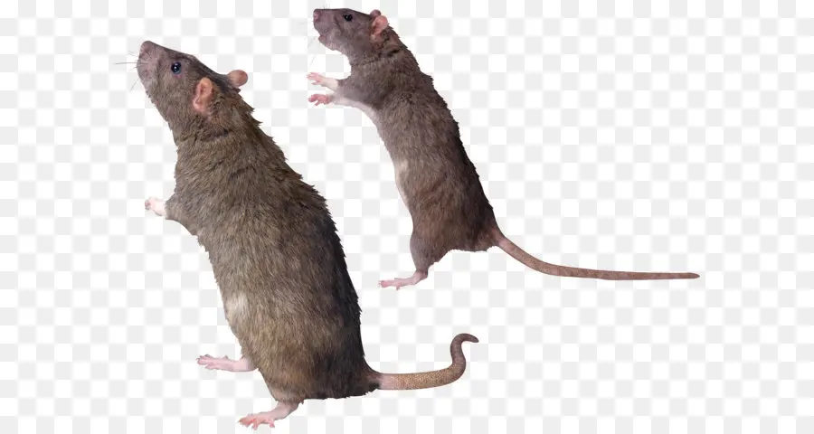 Ratas Marrones，Roedores PNG