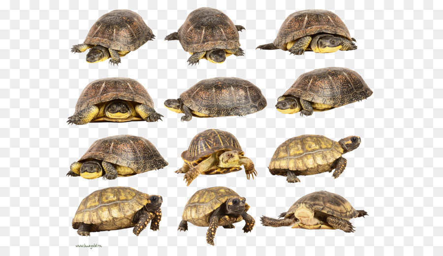 Tortuga，De Orejas Rojas Slider PNG