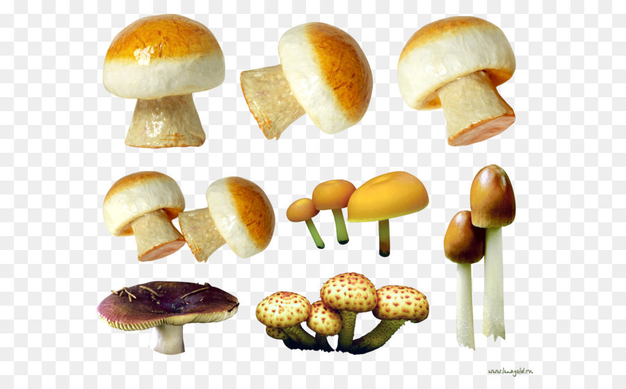 Hongos，Comestible PNG