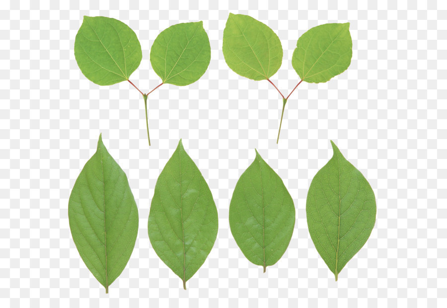 Hojas Verdes，Naturaleza PNG