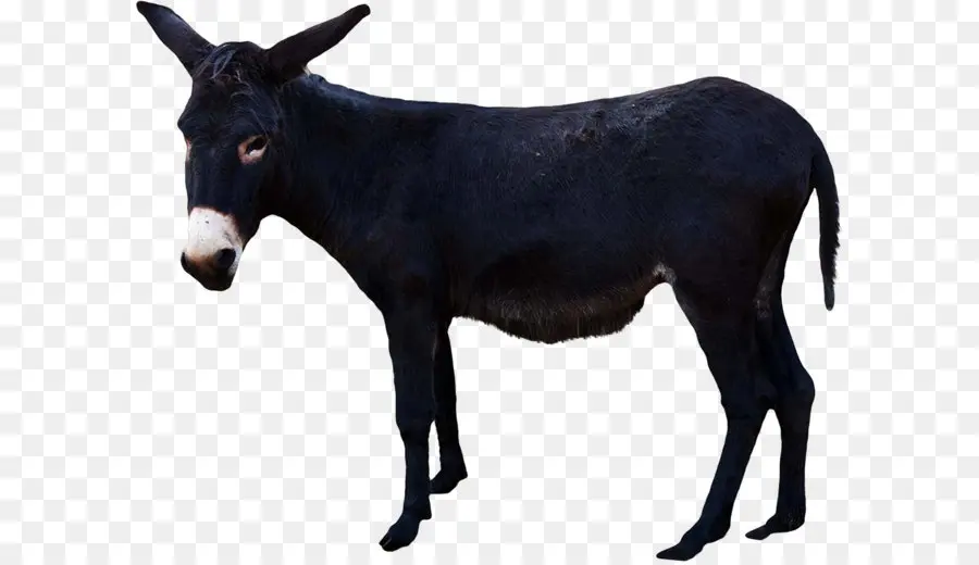 Burro，Los Caballos PNG