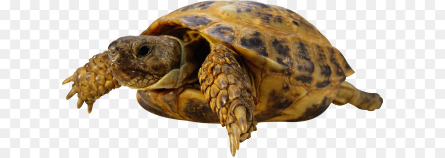 Tortuga，Reptiles PNG