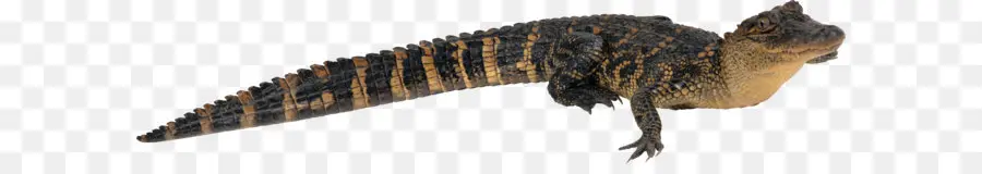 Cocodrilo，Caiman PNG