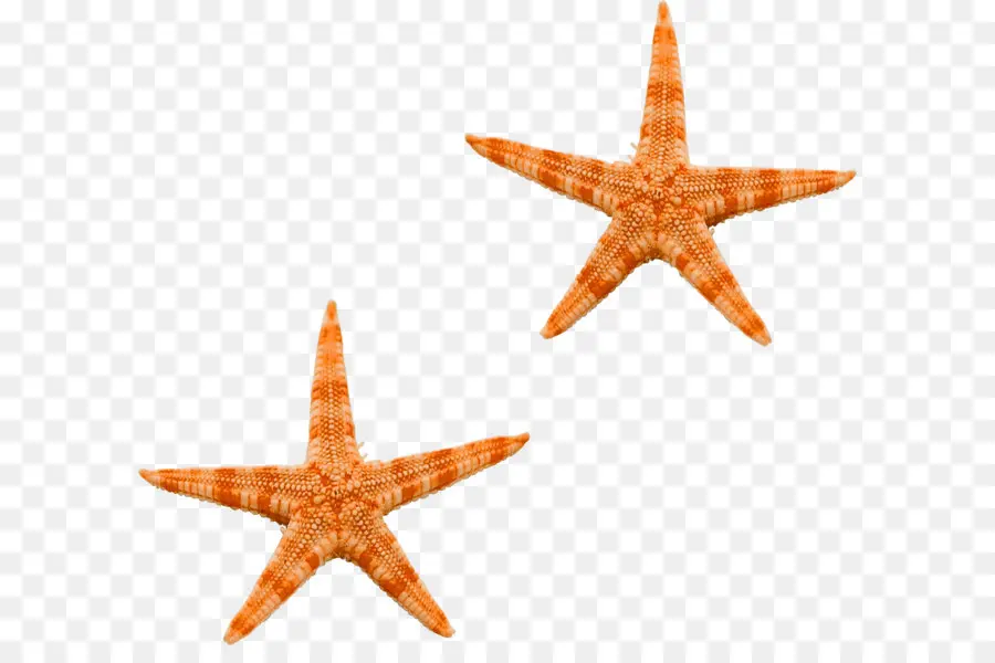 Estrella De Mar，Mar PNG