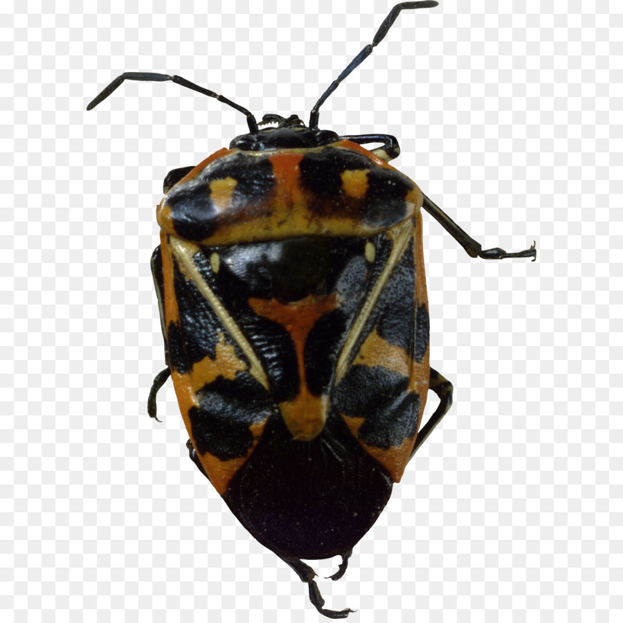 Insecto Colorido，Estampado PNG