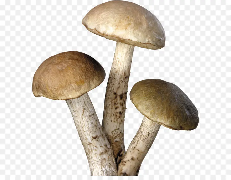 Hongos，Naturaleza PNG